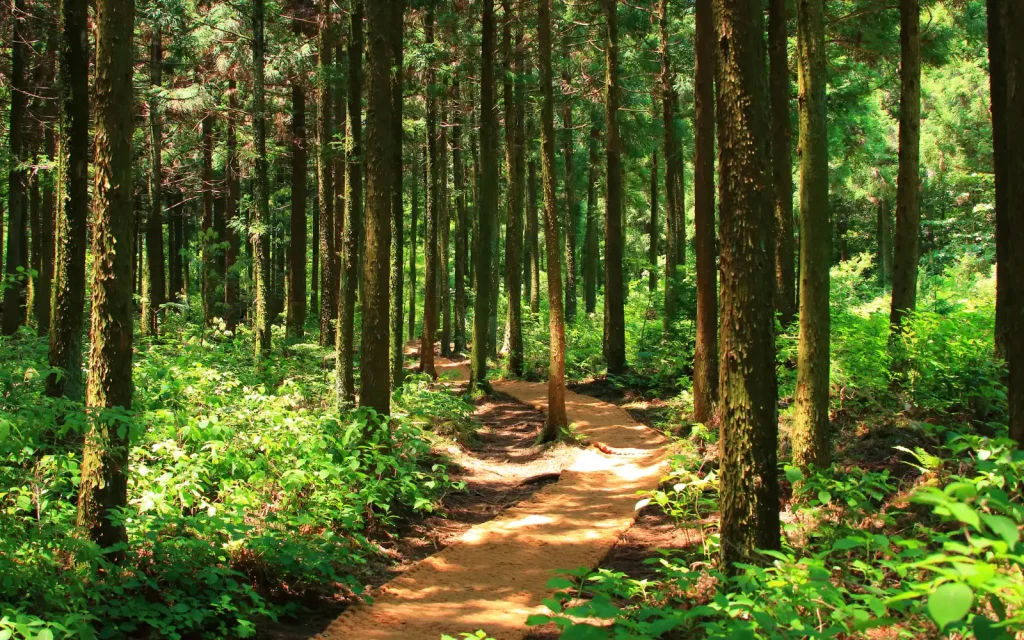 The-winding-trail-of-therapy A winding forest trail, representing the winding road of therapy and the importance of taking note of anchors so you can find your way back to key points.