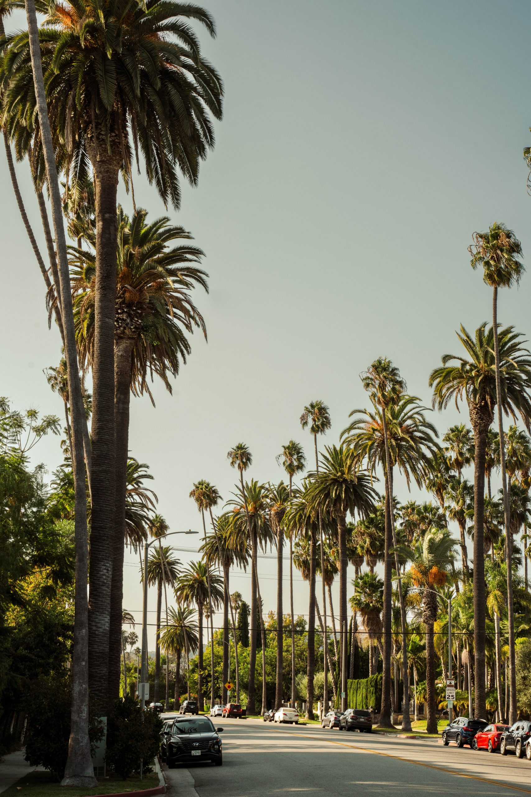 Majestic palm trees line a sunlit Los Angeles street, showcasing urban elegance.